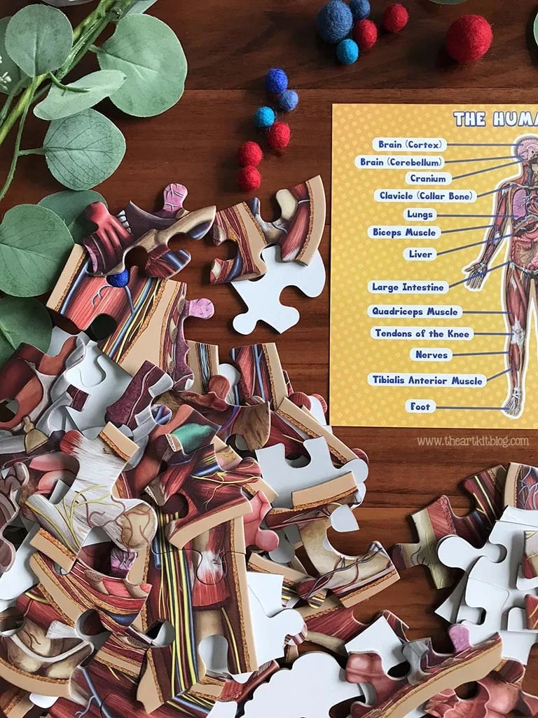 Gulvpuslespill for barn med 100 brikker av menneskekroppen