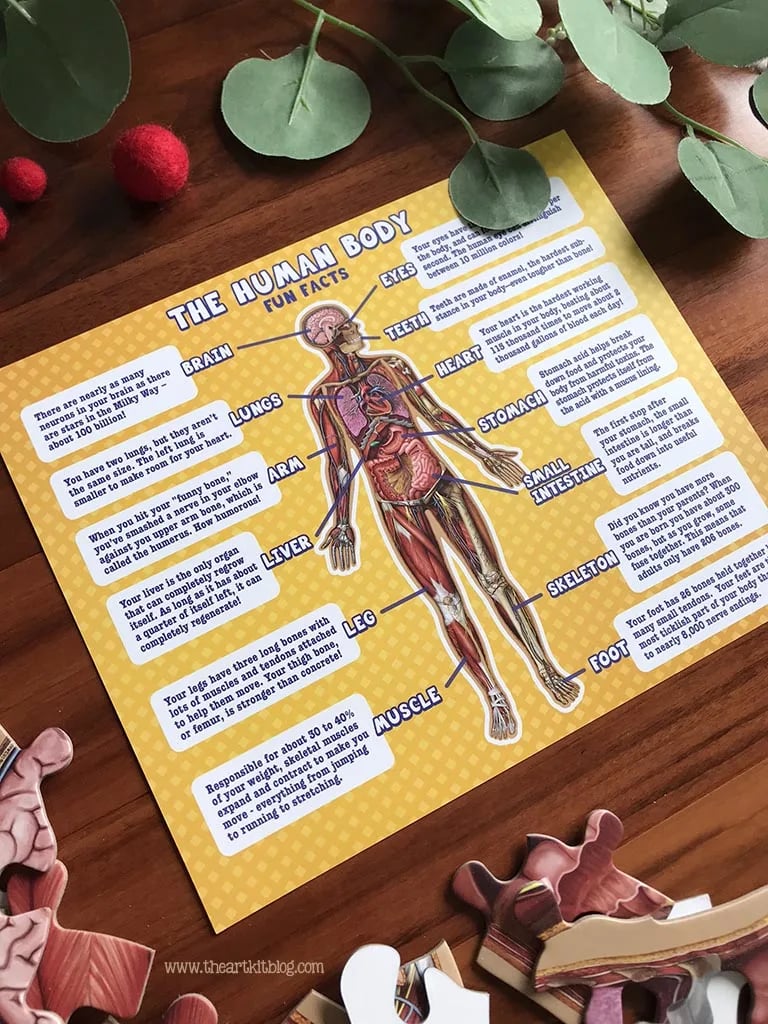 Gulvpuslespill for barn med 100 brikker av menneskekroppen