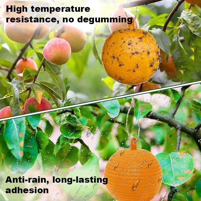 Fruktflue og knottfellebille